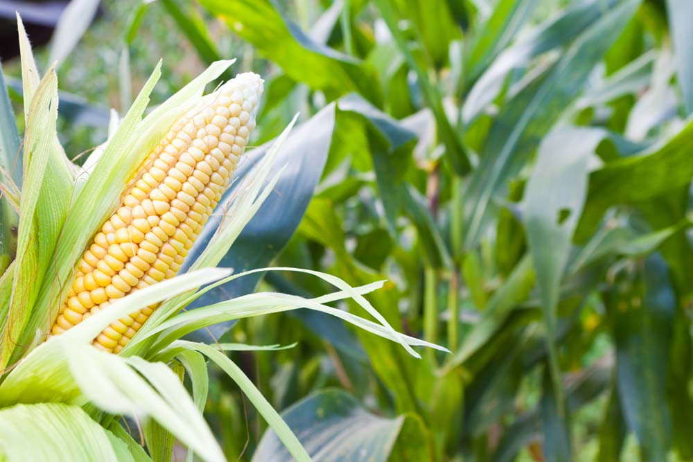 New gardens have corny bedfellows - feature photo