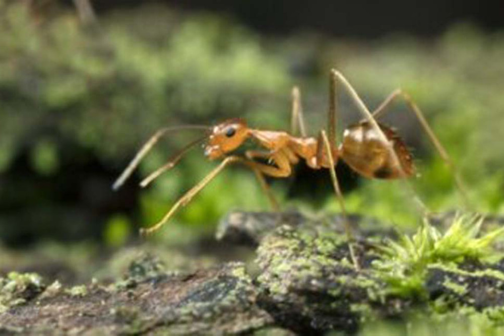 Efforts are continuing in the Kuranda area to eradicate the destructive yellow crazy ants (pictured).