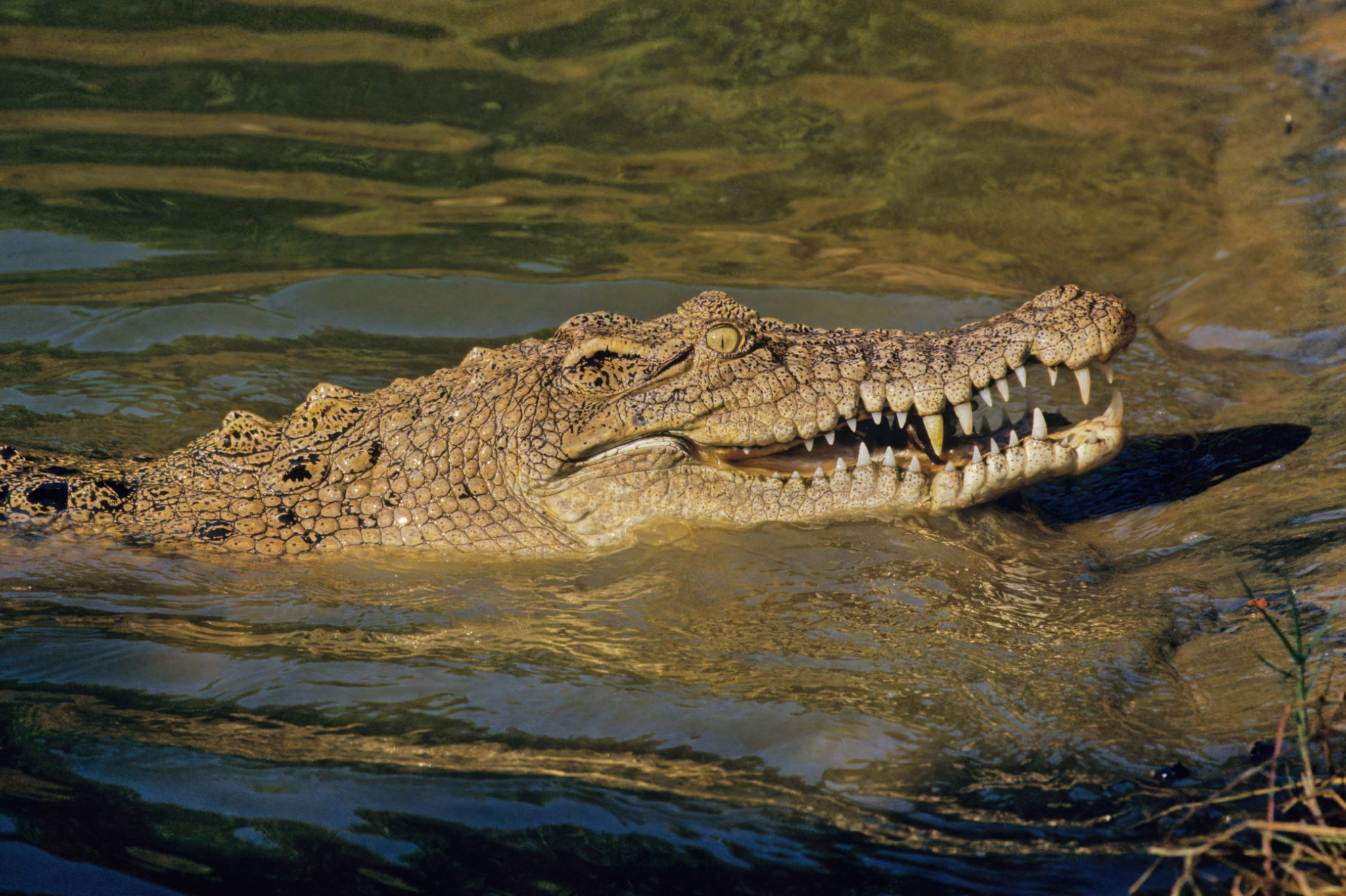 Authorities on the hunt for saltie - feature photo