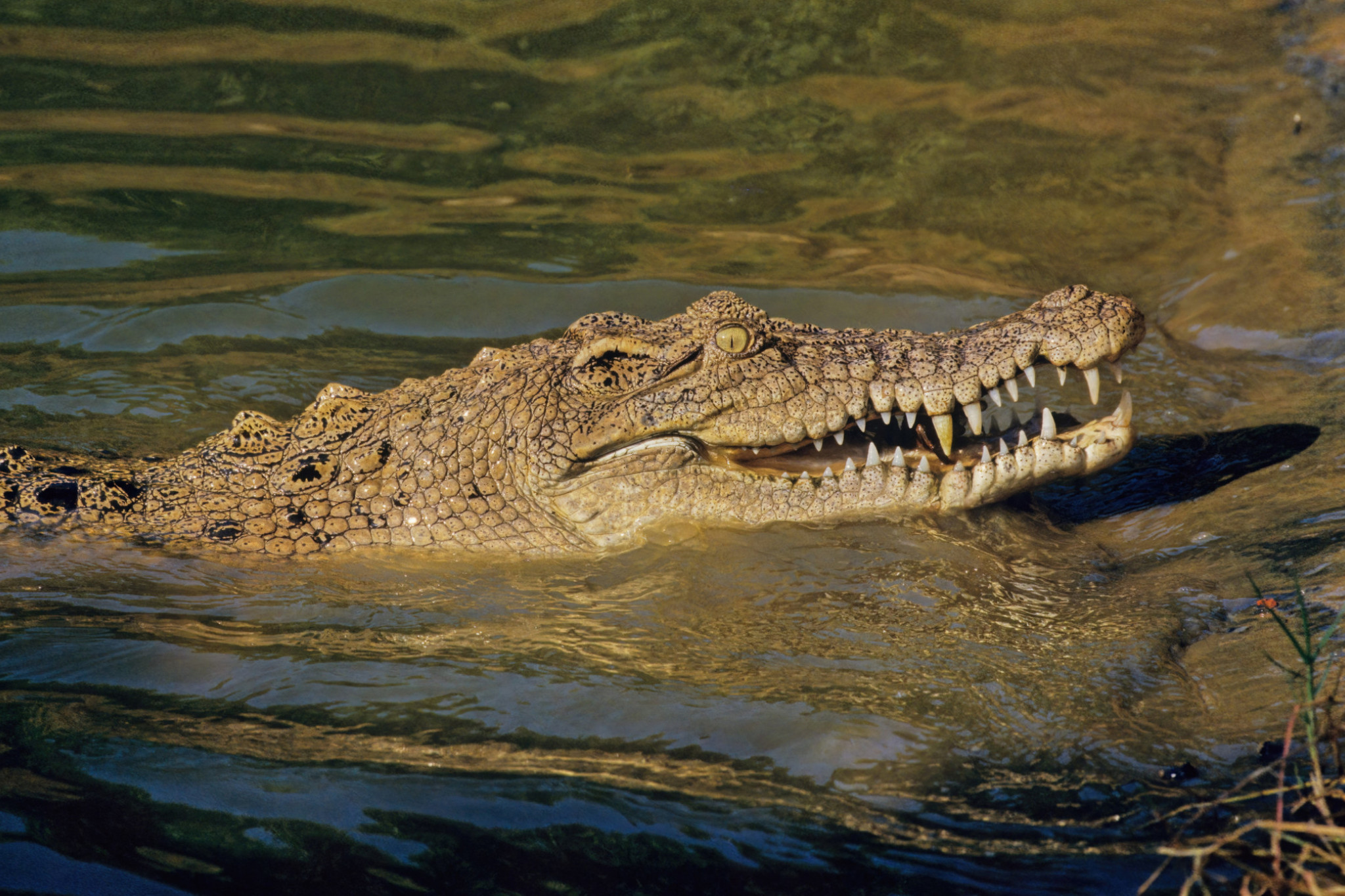 Croc gets removed as debate heats up - feature photo