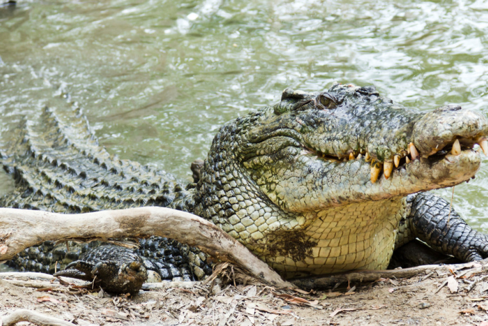 4.2m croc removed from Biboohra - feature photo