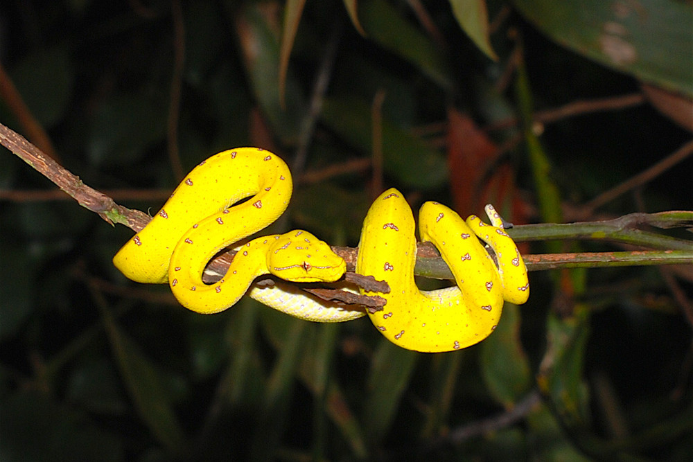 CYP Green Python Juvenile.