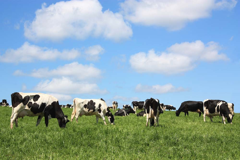 Keen to get dairy plan going - feature photo