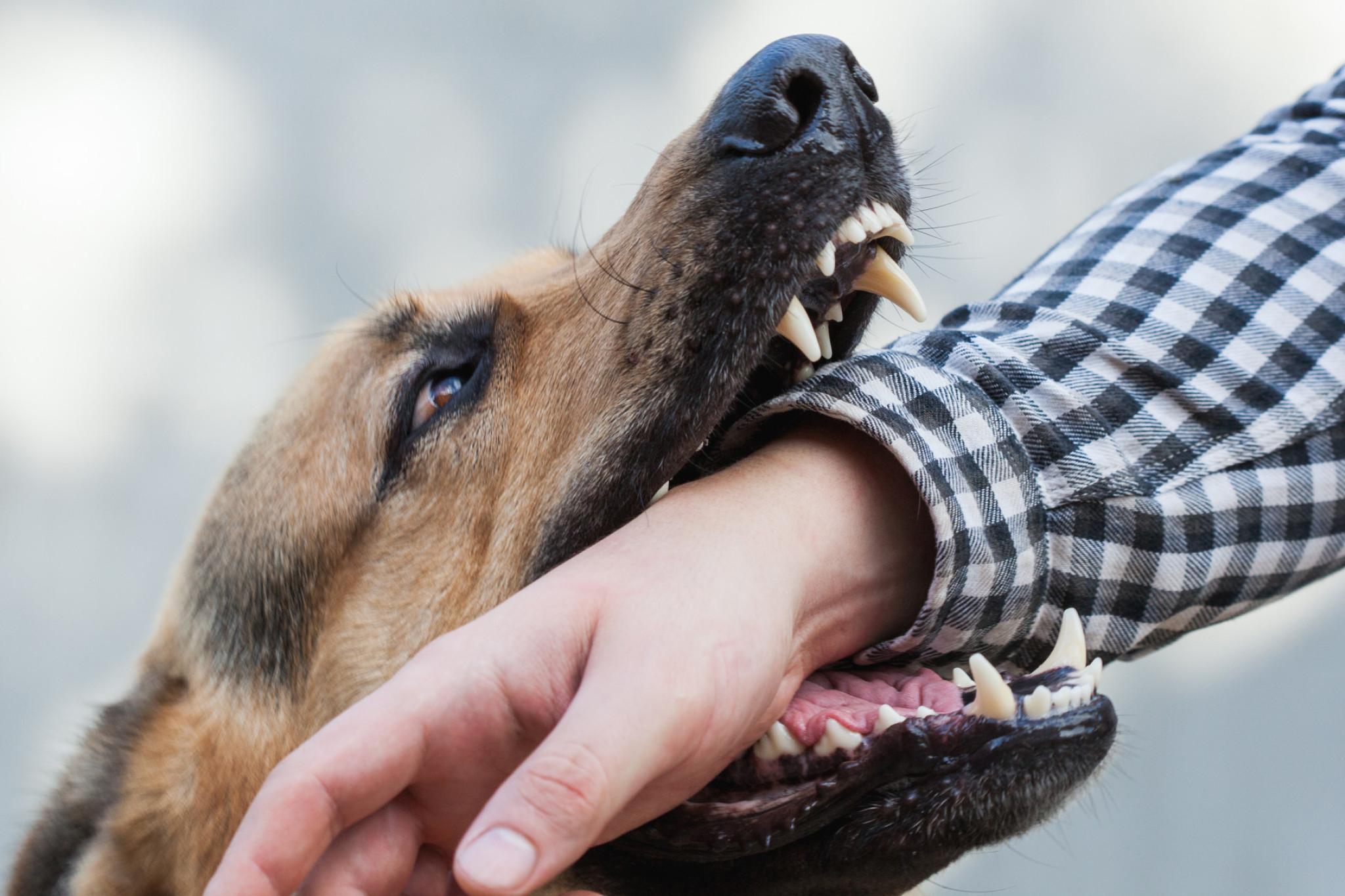 Dog attacks on the rise - feature photo