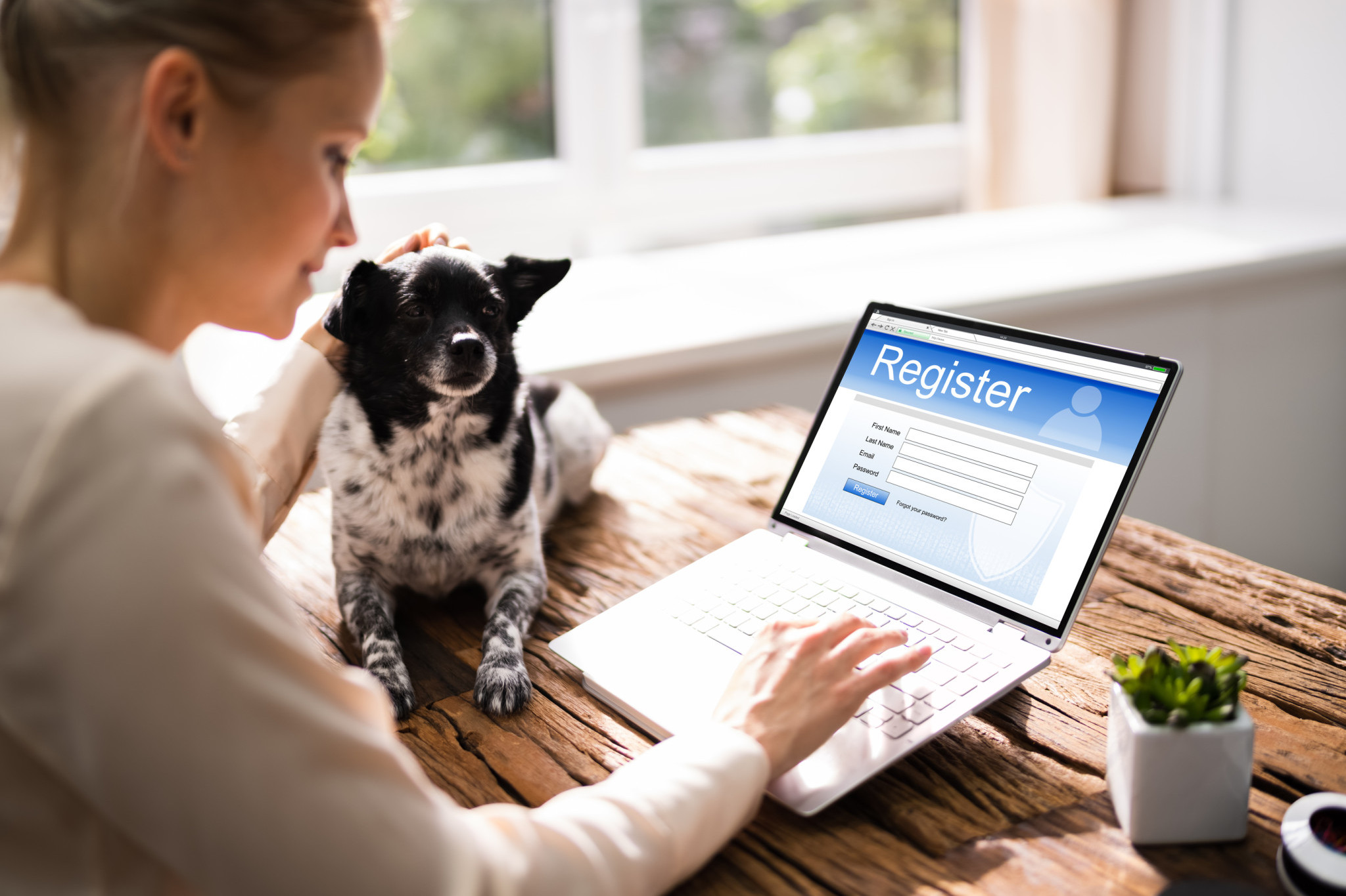Last call for dog rego, microchipping - feature photo