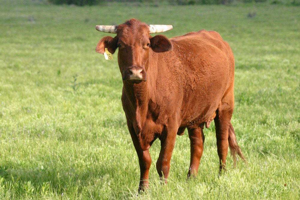 Grassfed cattle industry enters new era - feature photo