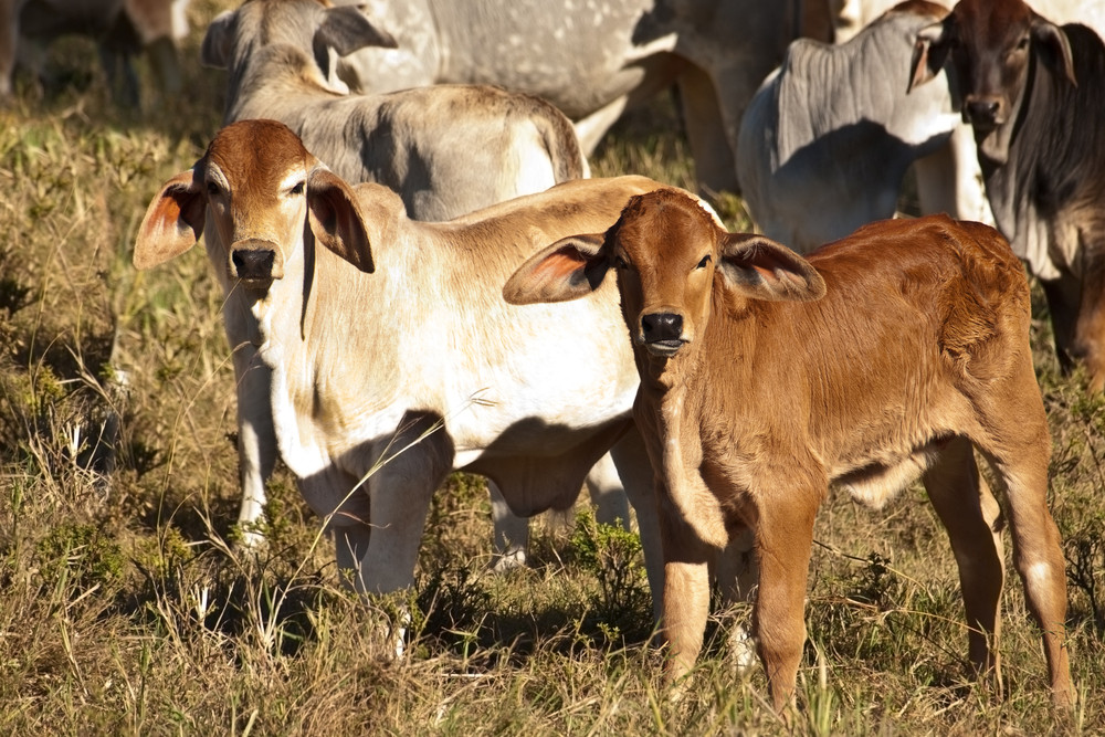 ‘Calfeteria’ trial underway on livestock - feature photo