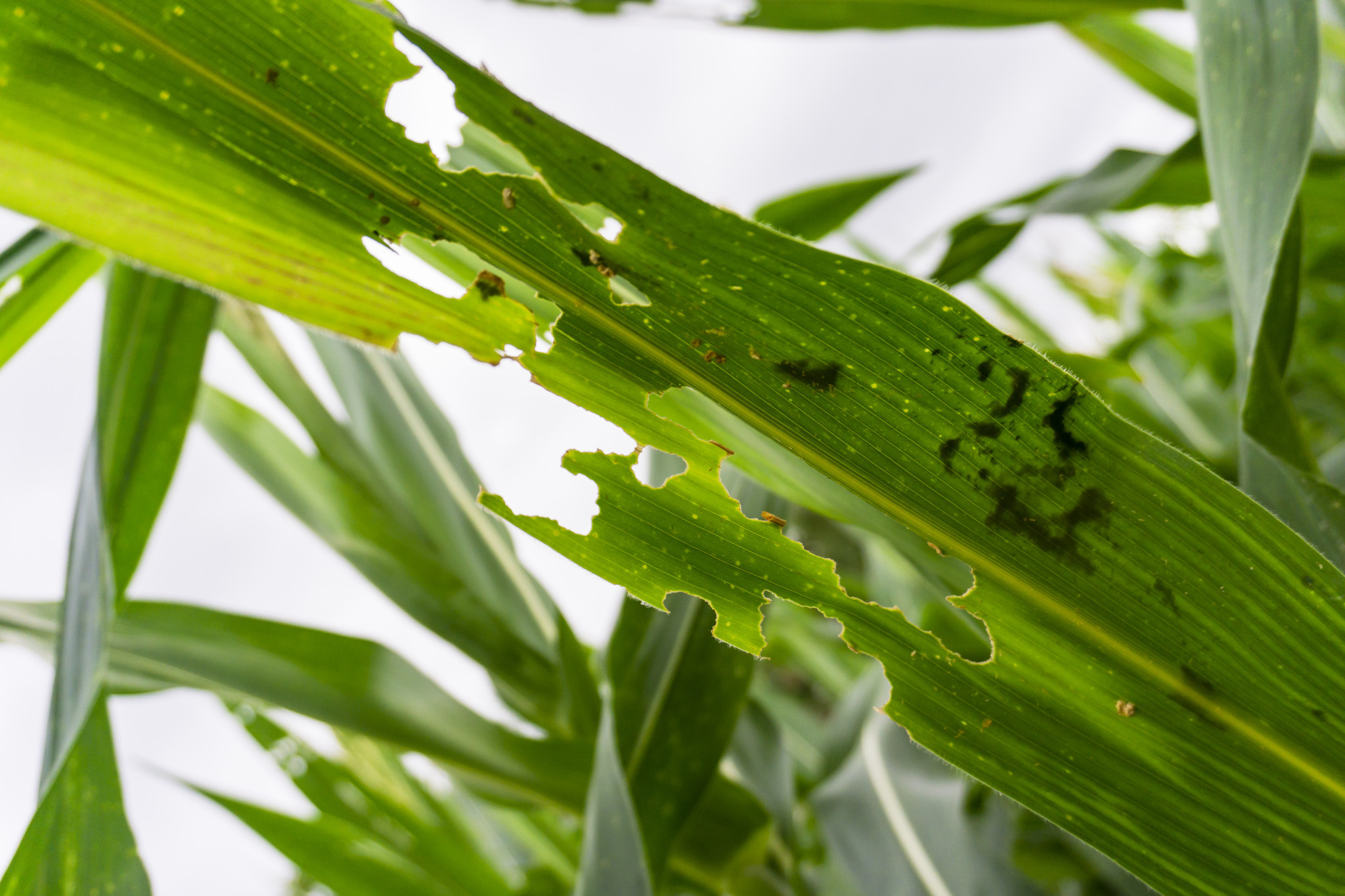 Program to target fall armyworm - feature photo