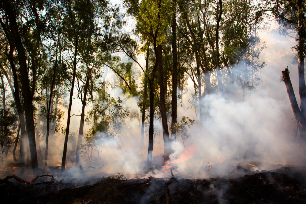 Back burning at Ravenshoe State Forest 3 - feature photo