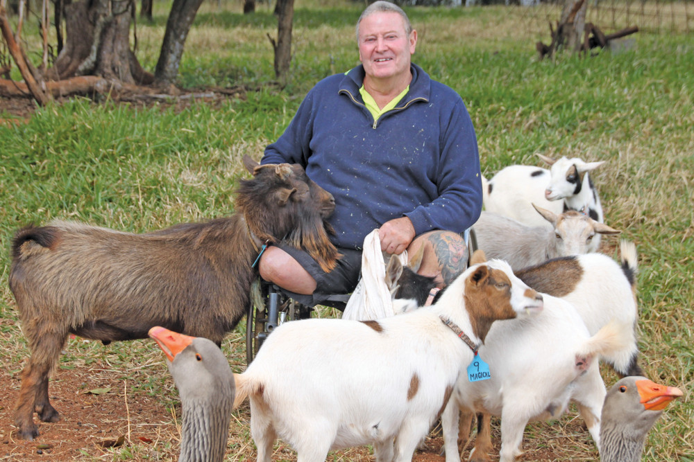 Breeding Nigerian Dwarf milking goats has brought joy and a new meaning to Rob Bliss's life. Two savage "watch-geese" have been installed to guard their small charges from invaders.