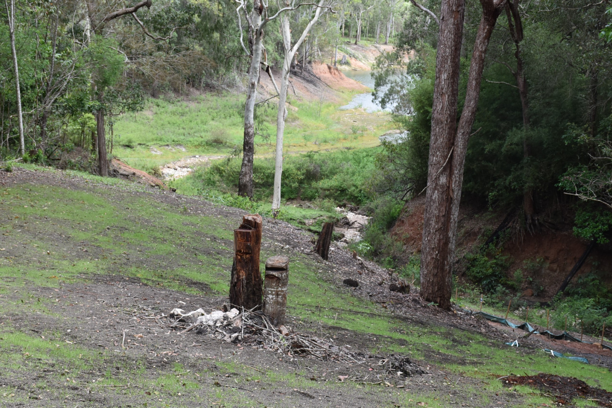 Some of the council land, that was allegedly cleared near Lake Tinaroo.