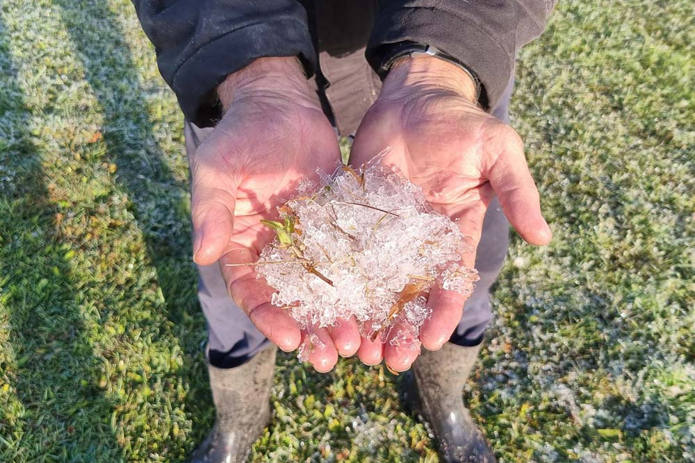 Some of the ice collected from the ground at the Pozzebon farm during the recent frost.