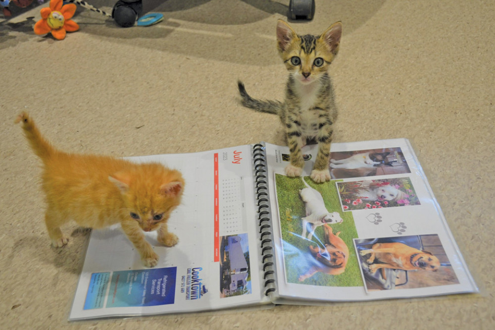 Two resident kittens checking out the 2023 Mareeba Animal Refuge Calendar.