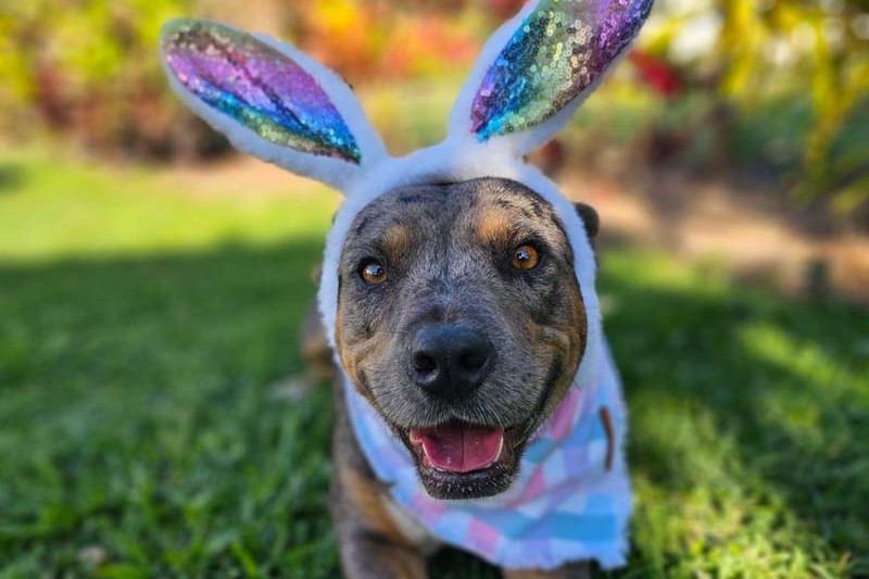 Ex-rescue dog Gotcha is excited for the Easter scavenger hunt.