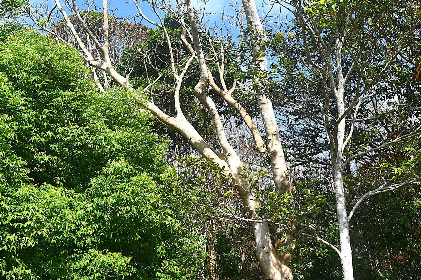 A dead tree stands amongst other healthy ones on the Atherton property.