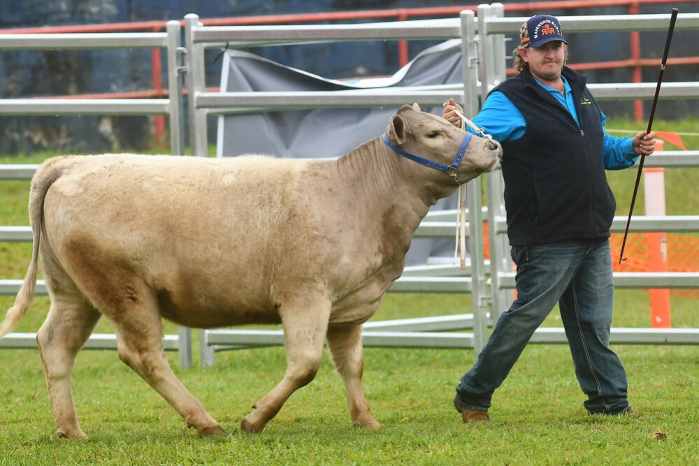 The Maple Downs Murray Grey Stud owned by the Kidd family at Jaggan won several awards in the Stud Beef Cattle section.