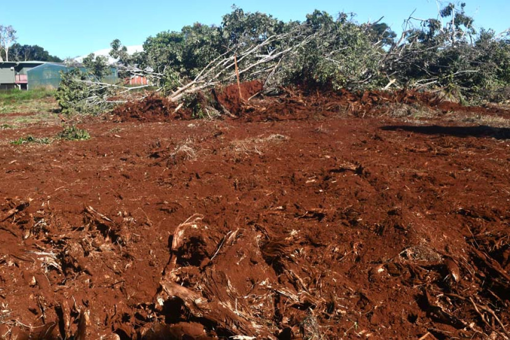 Valued trees on the Atherton Arboretum site were bulldozed in June, triggering a stop work order by the State Government.