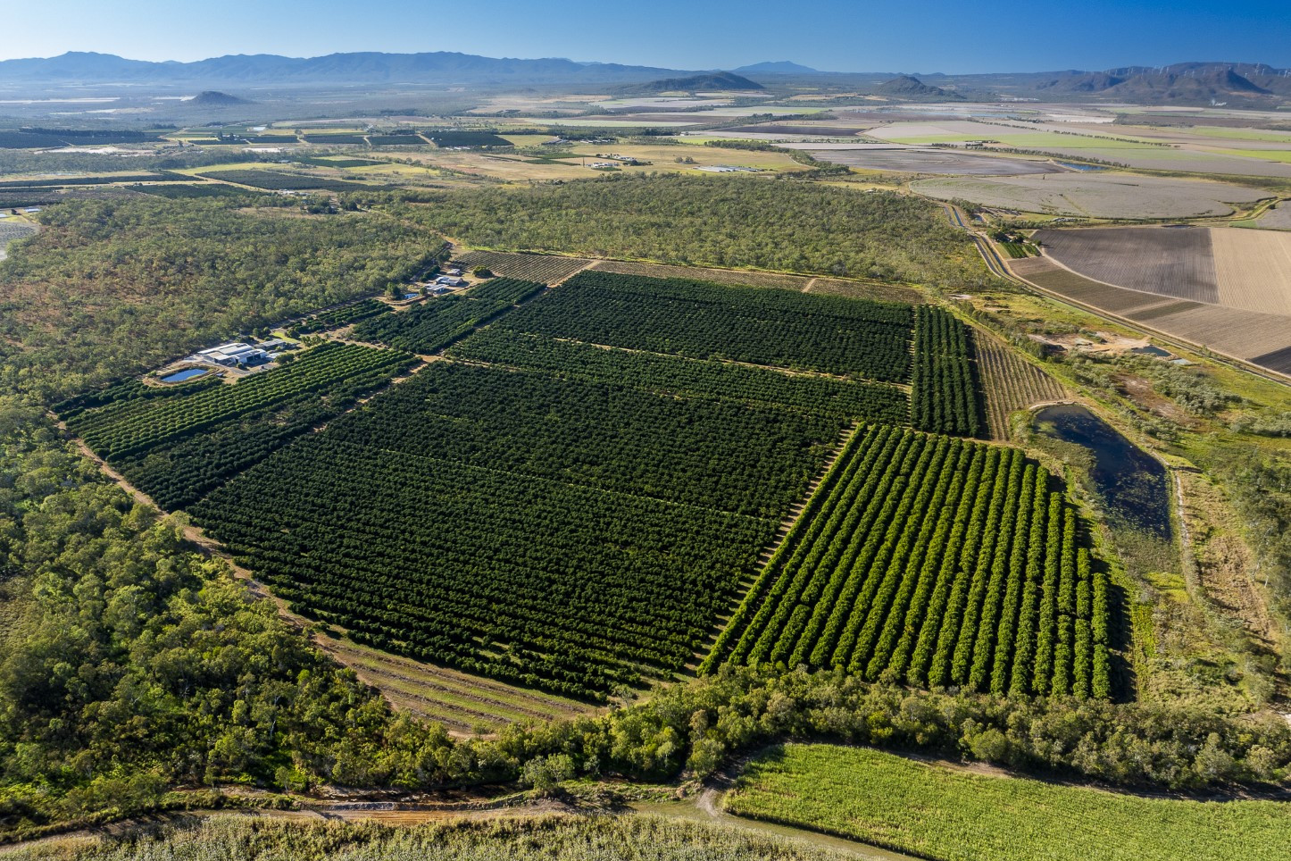 Three avocado properties at Arriga have hit the market.