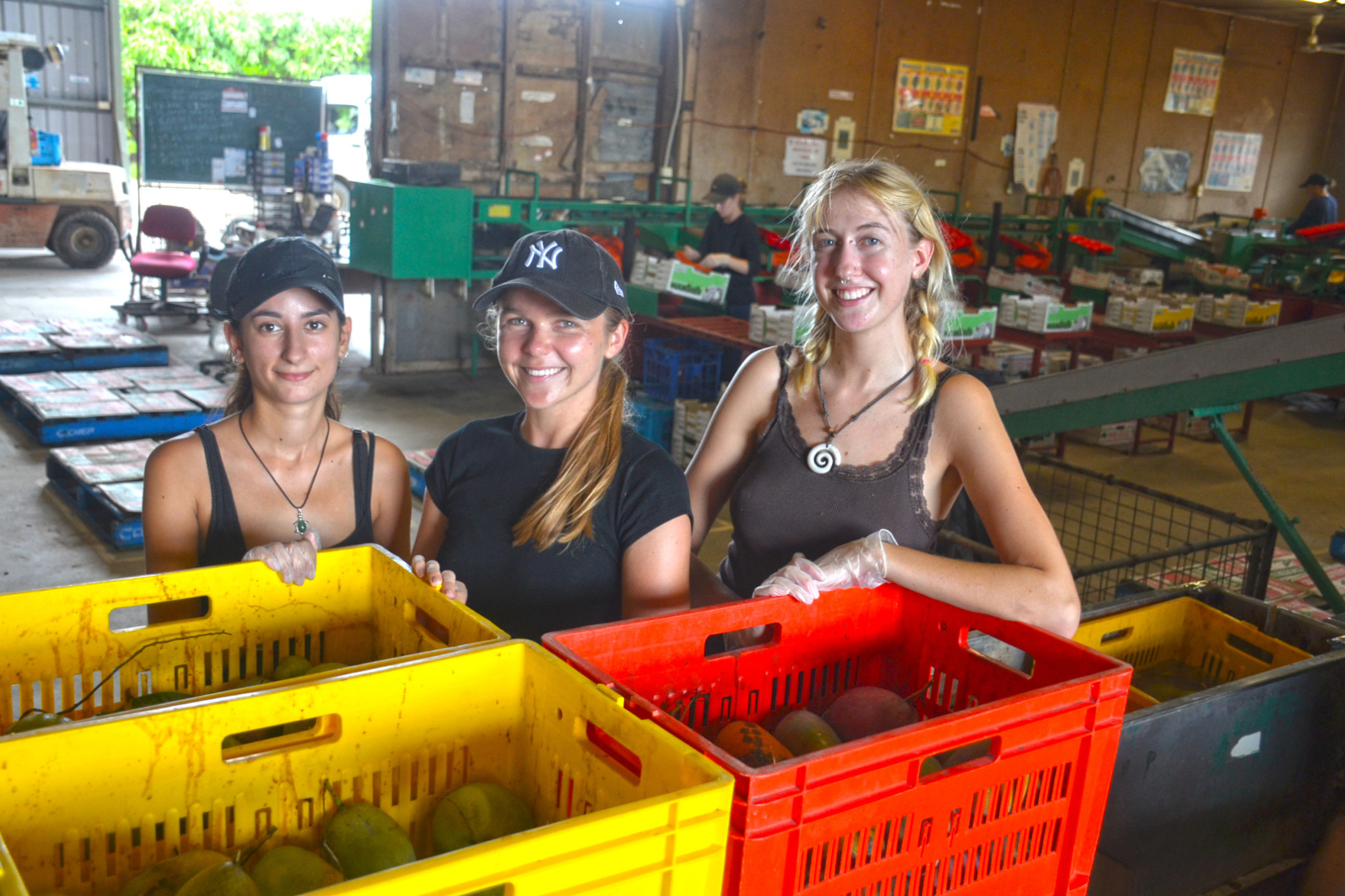 European backpackers Morgane Wajnglas, Laura Pedrono and Alena Gnos are doing their 88 days of farm work at Joe Moro’s mango farm in Biboohra.