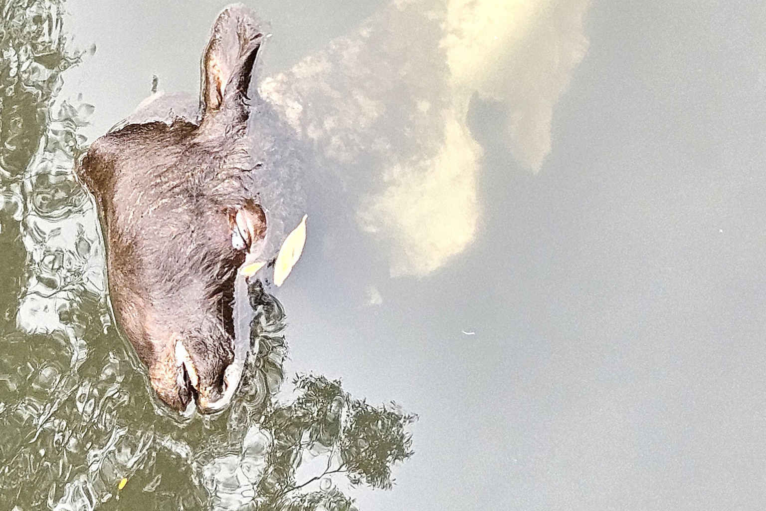 A dead animal floating in the river near the John Doyle Bridge.