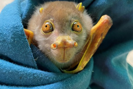 A Tubenose Bat in care at the Tolga Bat Hospital.
