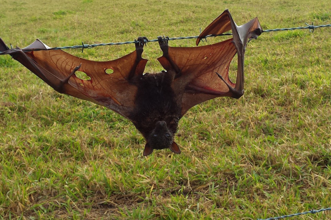 Landholders are being urged to swap to plain wire fences to save bats from being injured or dying.