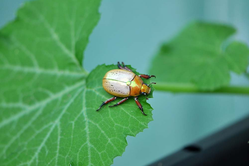 Where have all the beetles gone? - feature photo