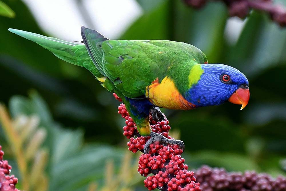 The Rainbow Lorikeet is a regular sight on the Tablelands.