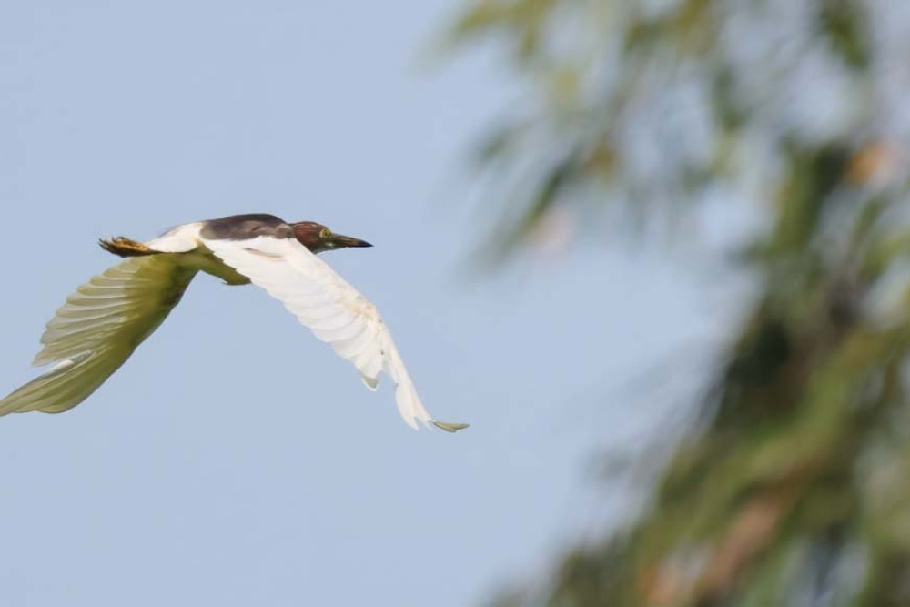 The Mareeba Pond-heron in flight. IMAGE: Mikey Kudo