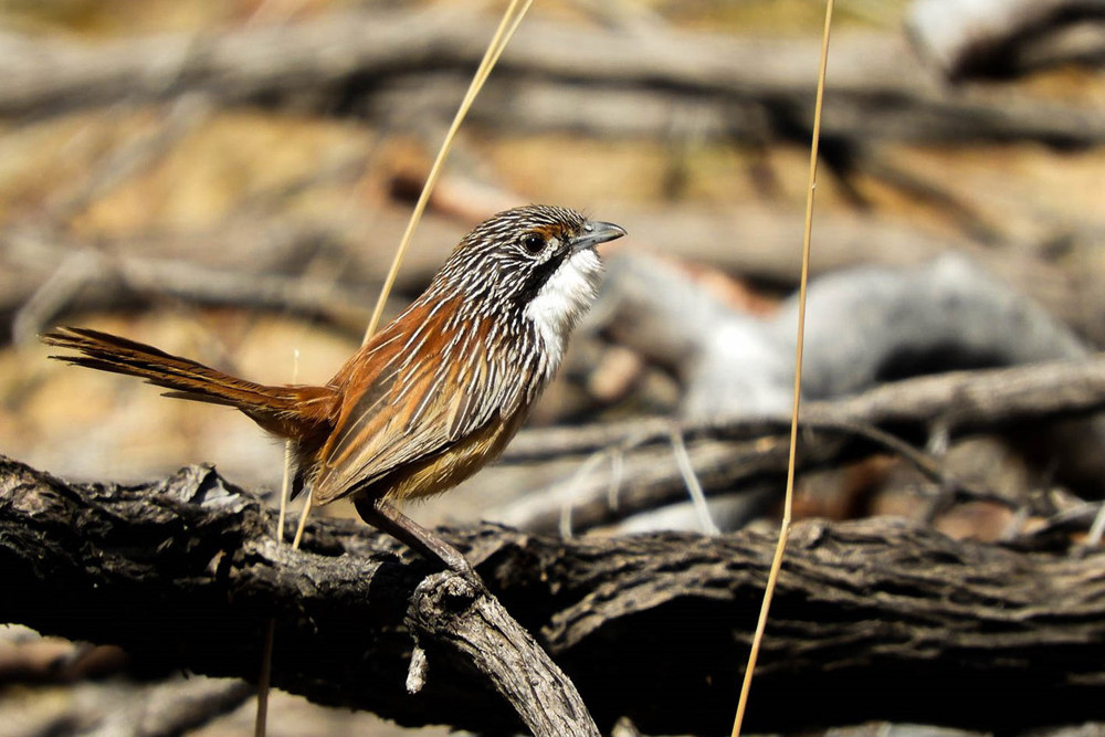 Free talk on grasswren - feature photo