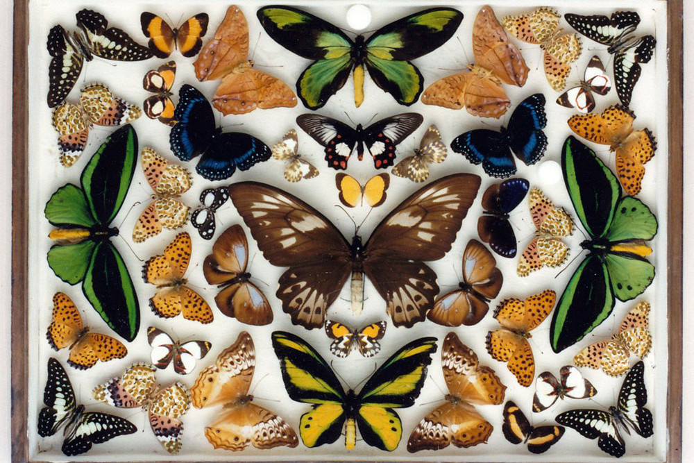 “The Butterfly Man of Kuranda: The Dodd Collection” is being showcased in the Queensland Museum.