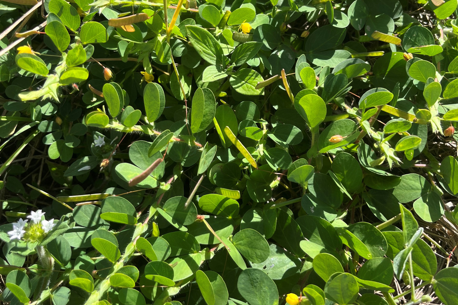 Wynn cassia grass has been located on the Mareeba-Dimbulah Road area.