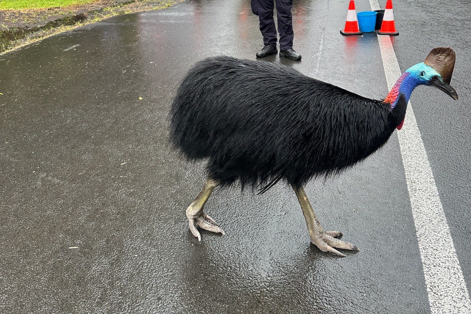 No tickets on this cassowary - feature photo