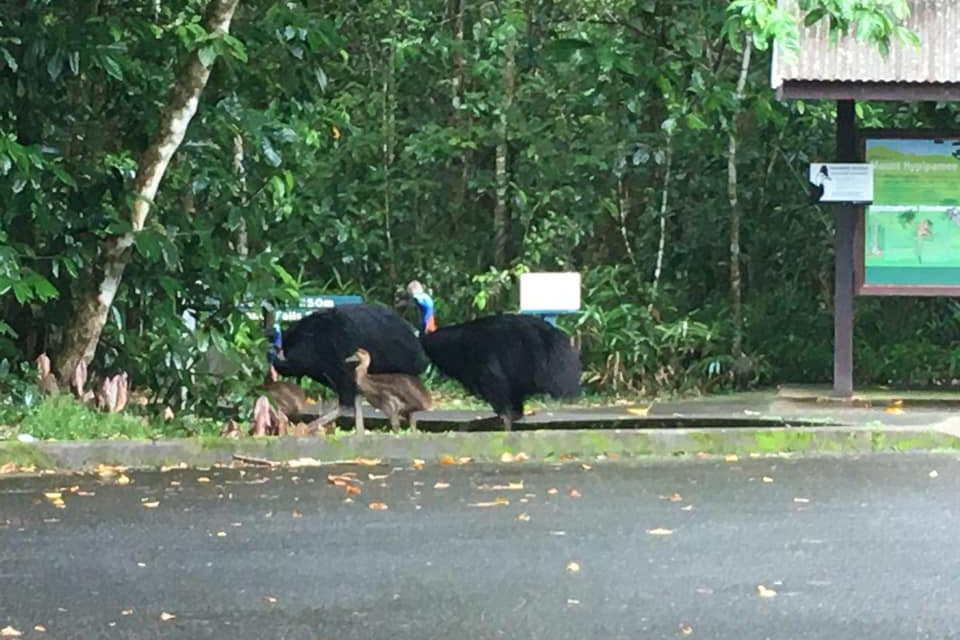 Two adult cassowaries with two chicks in tow have been seen near The Crater, promoting a call for motorists to be on the lookout. Picture: JO BARNES.