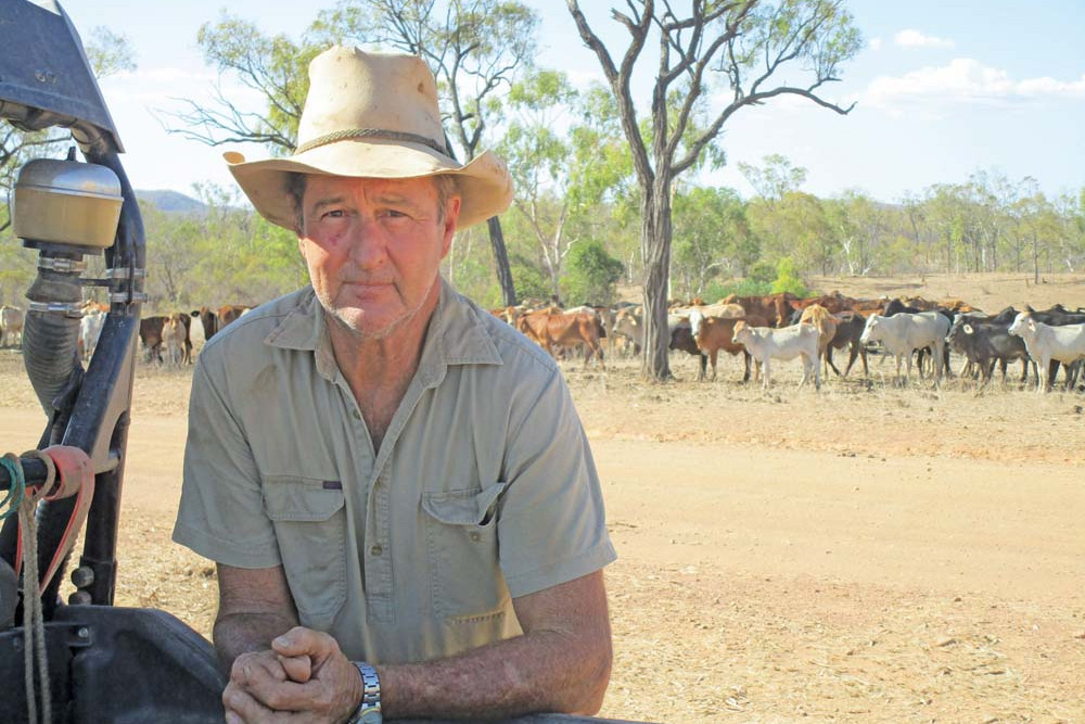 Cattle prices drop but meat remains the same - feature photo