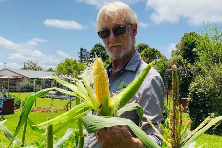 Lead volunteer Bernie Brown with the corn crop at the ECHO community garden in Malanda.