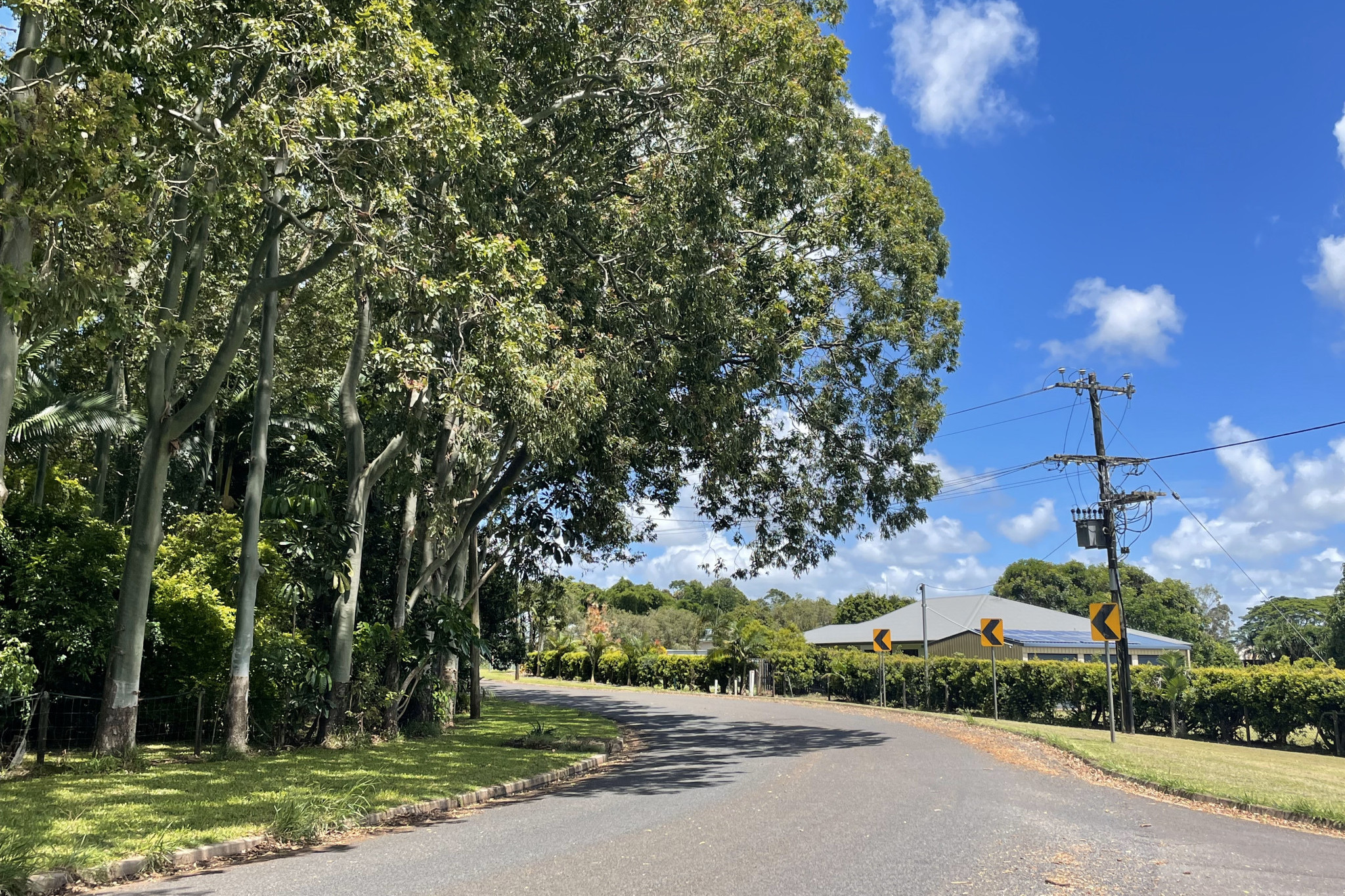 High price to remove trees - feature photo