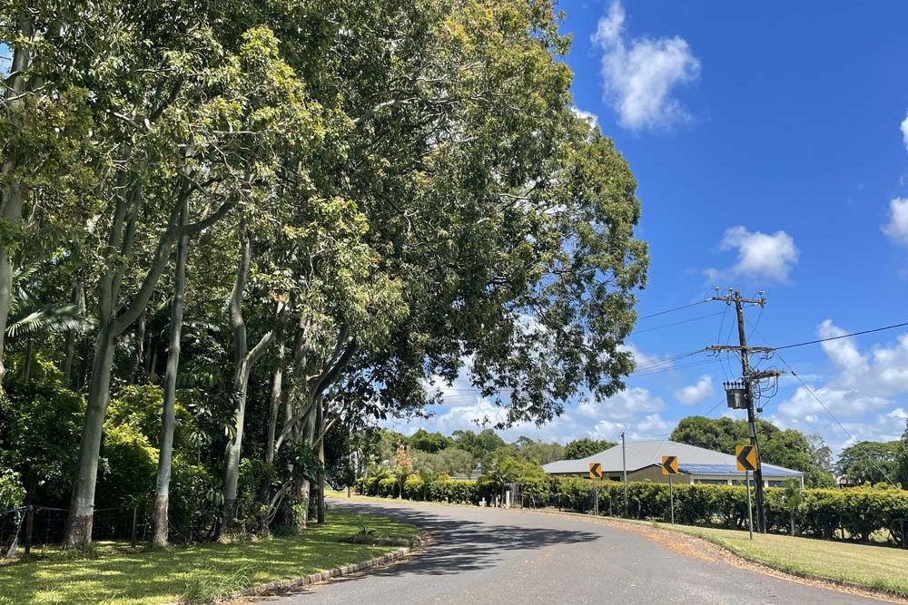 Call to remove dangerous trees - feature photo