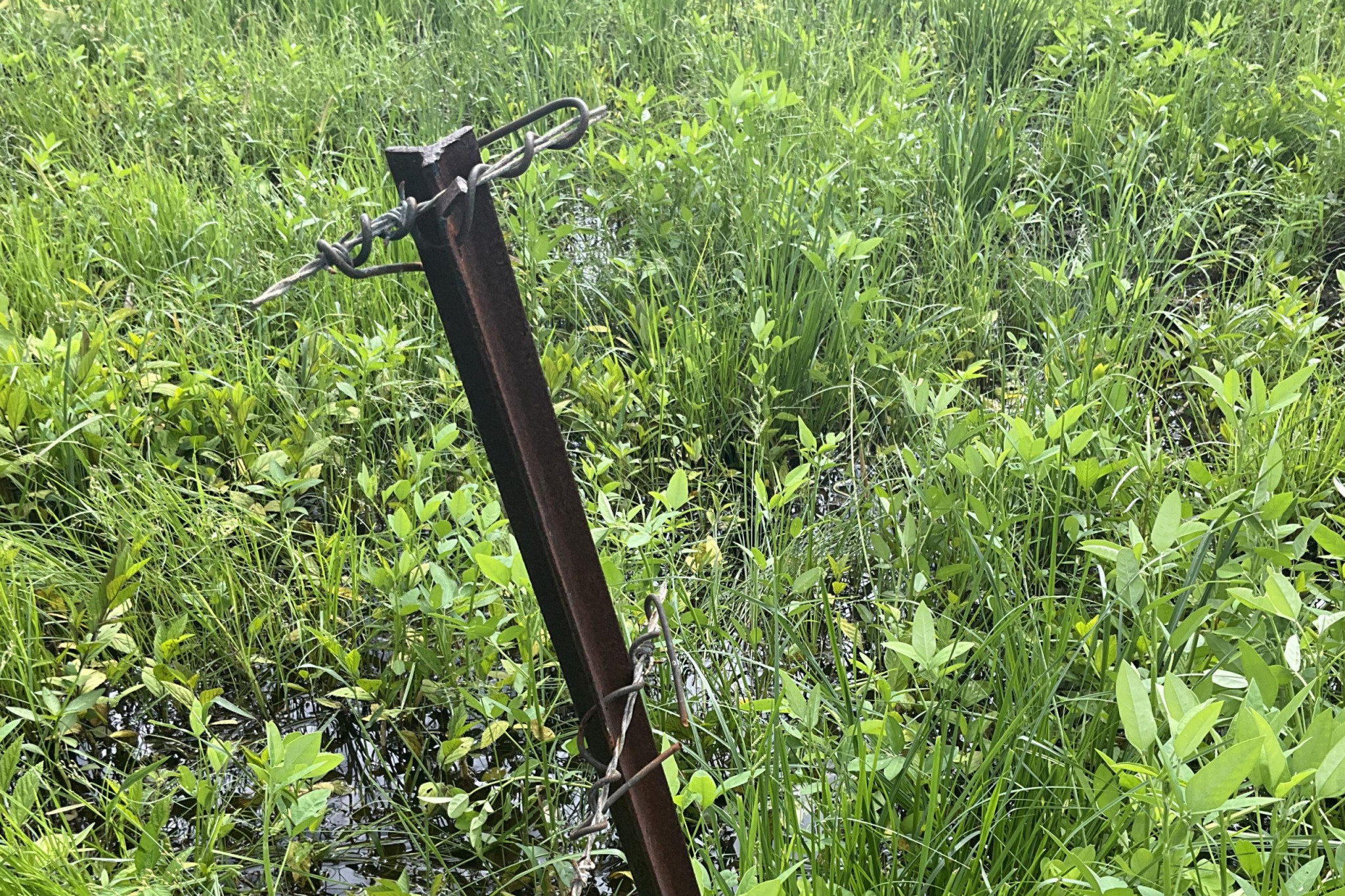 Barbed wire fence cut, stock escape - feature photo