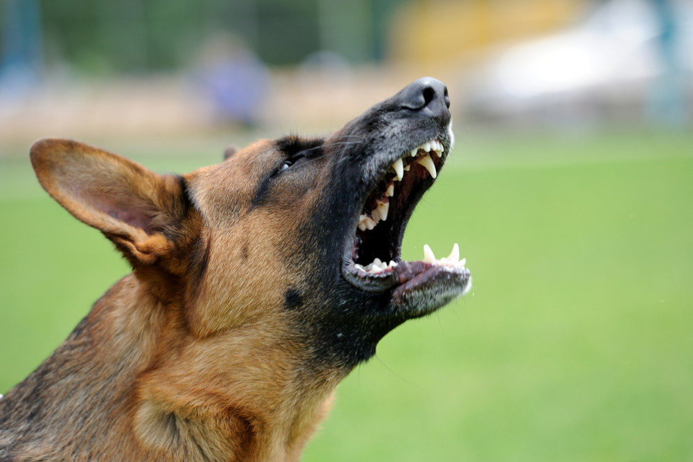 Spate of dog attacks prompts warning - feature photo