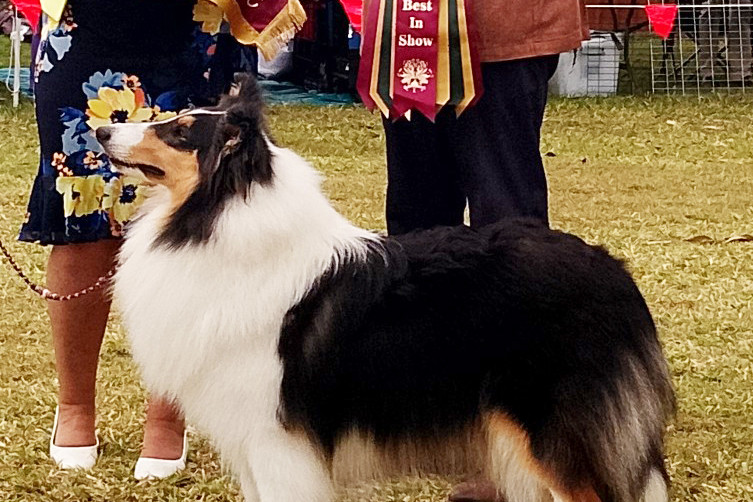 Under the canine spotlight - feature photo