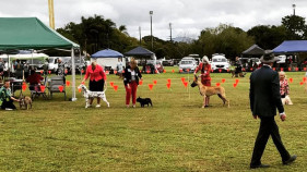 Dogs on show