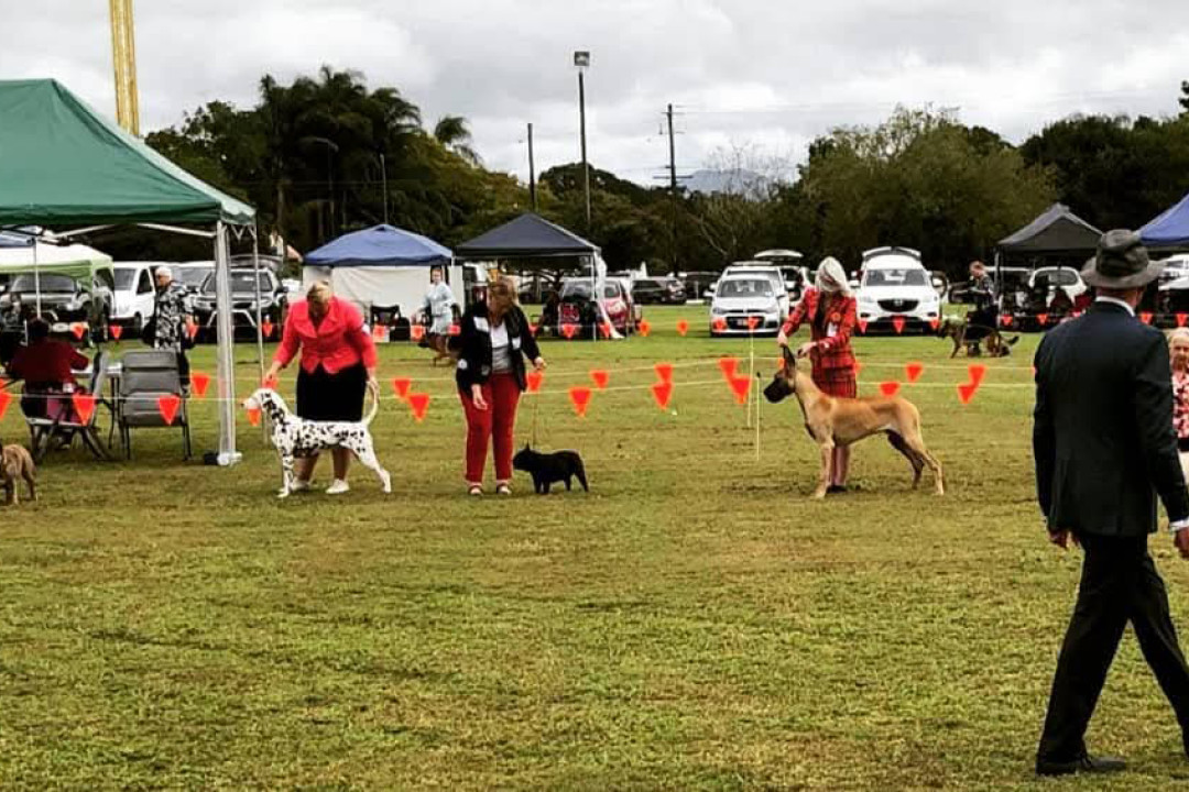 Dogs on show - feature photo