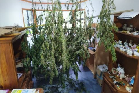 Police executed a search warrant on a Zinglemann Road property in Wondecla late last month and allegedly discovered 26 cannabis plants in two separate gardens on the property. Police also allege they located nearly 5kg of dried or drying cannabis, in bowls and hanging from drying racks inside the house. The 56-year-old man is expected to appear in the Atherton Magistrates Court on 31 May to face charges of producing a dangerous drug, possession of a dangerous drug and possessing drug utensils. Police also executed a search warrant at an address on Moffat Street, Herberton, where they located a 33-year-old woman, a 38-year-old man, a 16-yearold boy and a 15-year-old boy allegedly in possession of cannabis, methamphetamine and drug utensils. They face numerous charges. A 42-year-old male resident of the address has also been charged with two counts of supplying dangerous drugs and possess dangerous drugs and one count each of possess property suspected of having been acquired for the purpose of committing a drug offence, possess drug utensil and permitting use of place.