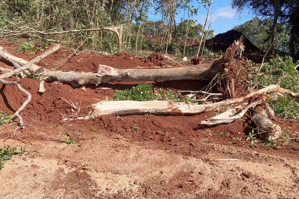 A swathe of forest that was home to many wildlife and bird species was bulldozed to make way for access roads into a new subdivision. IMAGE: Martin Willis.