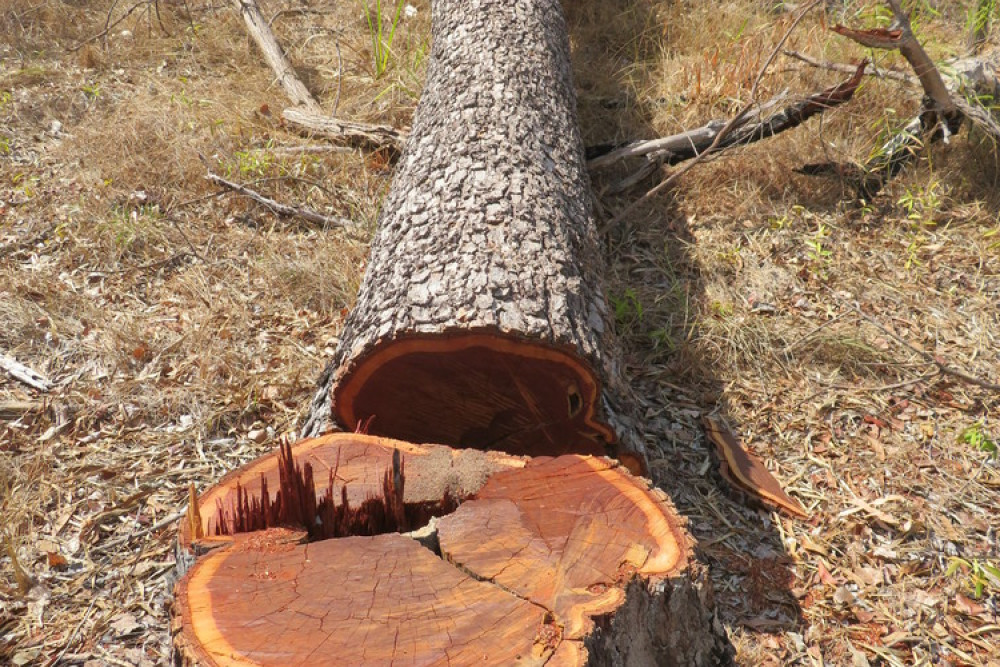 $15,000 fine for felling trees - feature photo