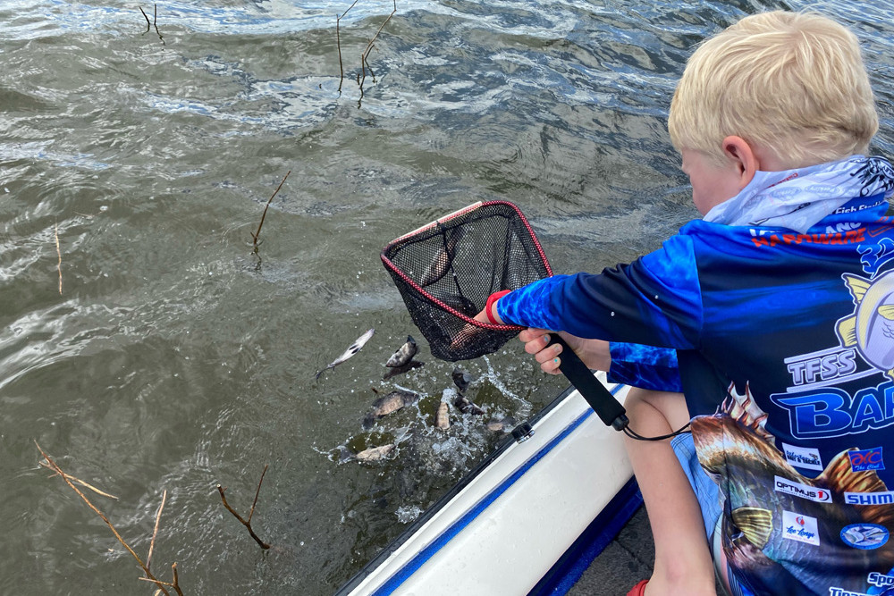 Edward Lyndon releasing some Barramundi fingerlings into Lake Tinaroo during a recent re-stocking day