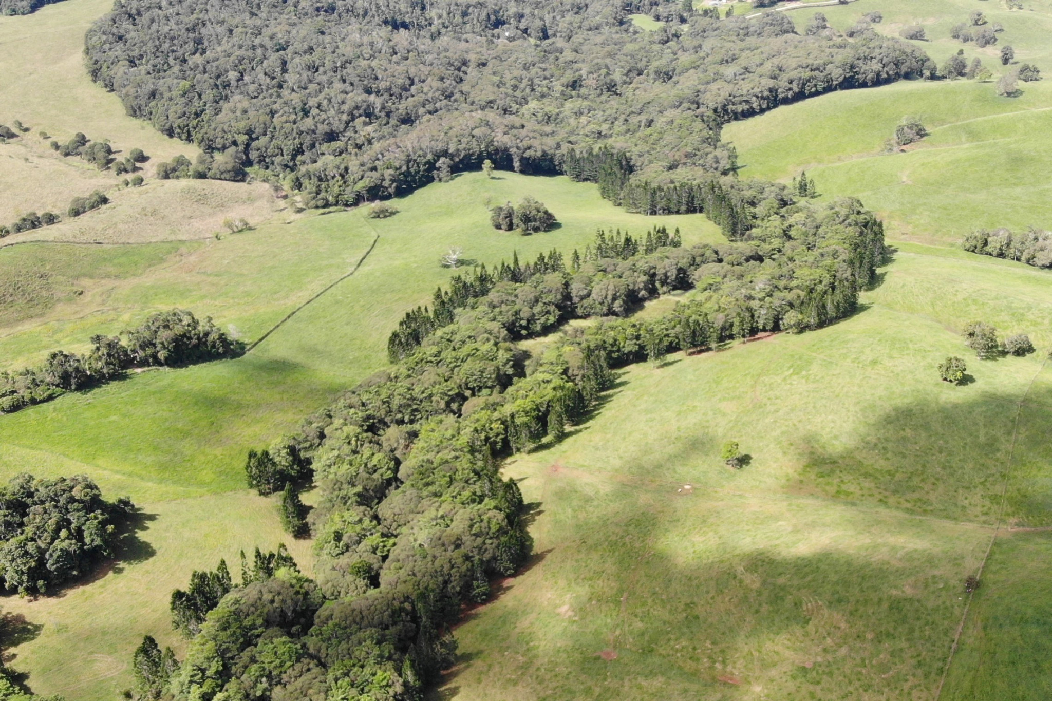 The outcomes for the environment of replanting thousands of rainforest trees on the Tablelands is the focus of a talk to be held Thursday evening in Malanda.