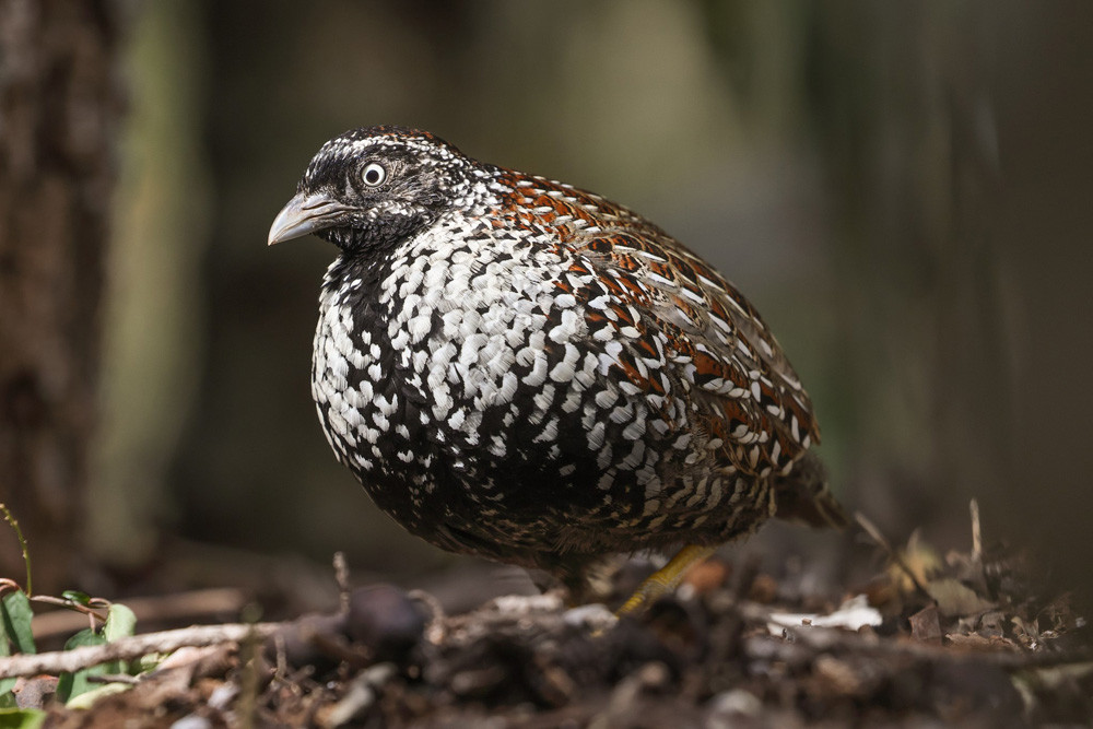 The Black-breasted Button-quail will be the focus of a free