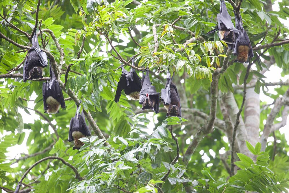 A FREE talk revolving around the Spectacled Flying Fox, a tropical rainforest specialist and keystone species, will be held at the Malanda Hotel on Thursday.